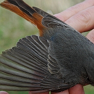 Black Redstart